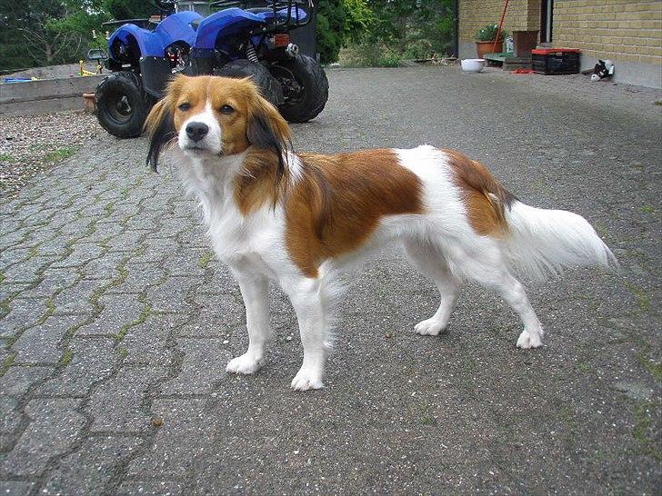 Kooikerhondje Vitovani's Carlita D'Belox | Cita | - Nr 5. Smukke hund <3 billede 5