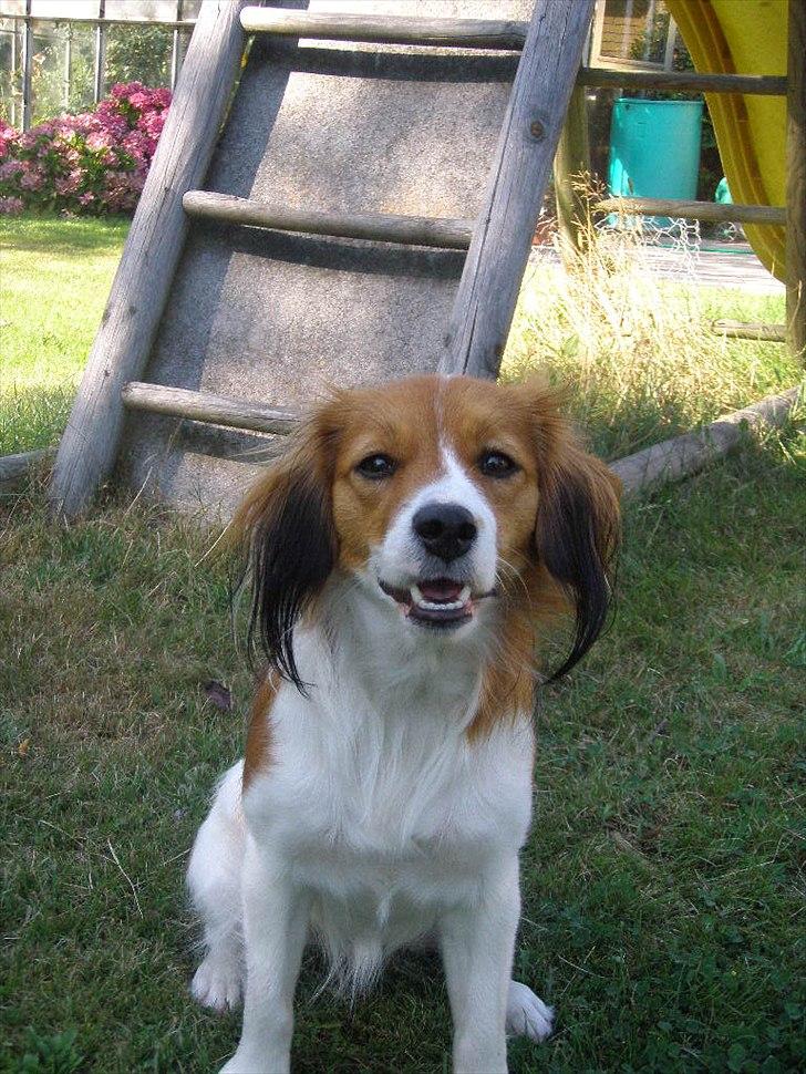 Kooikerhondje Vitovani's Carlita D'Belox | Cita | - Nr. 6 Da hun var lidt yngre. billede 6