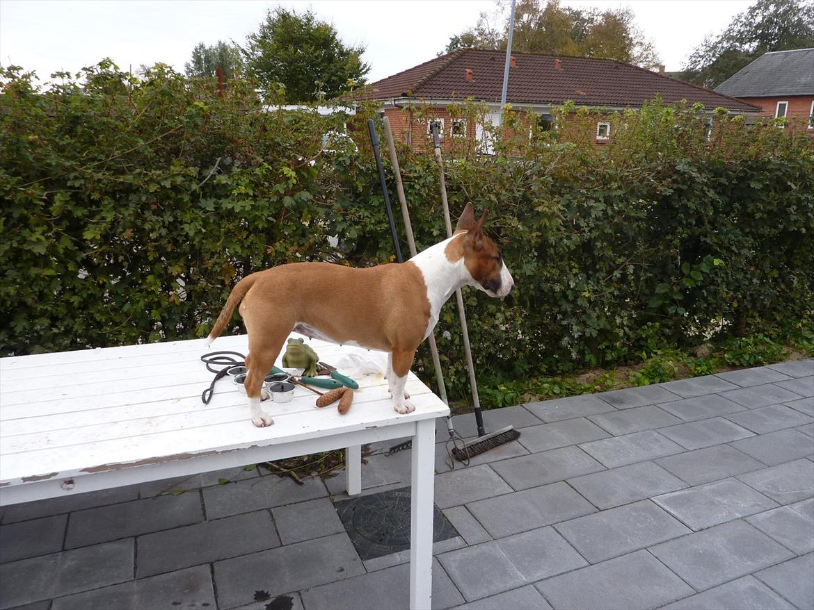 Bullterrier miniature Bruni Banani - Oktober 2011 billede 18