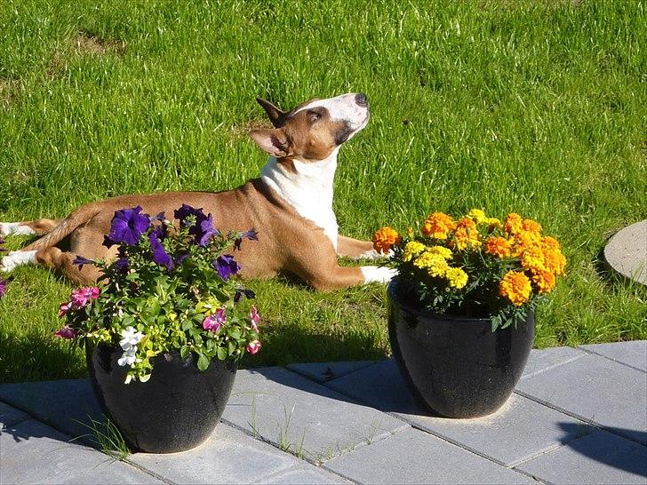 Bullterrier miniature Bruni Banani - September 2011 billede 17