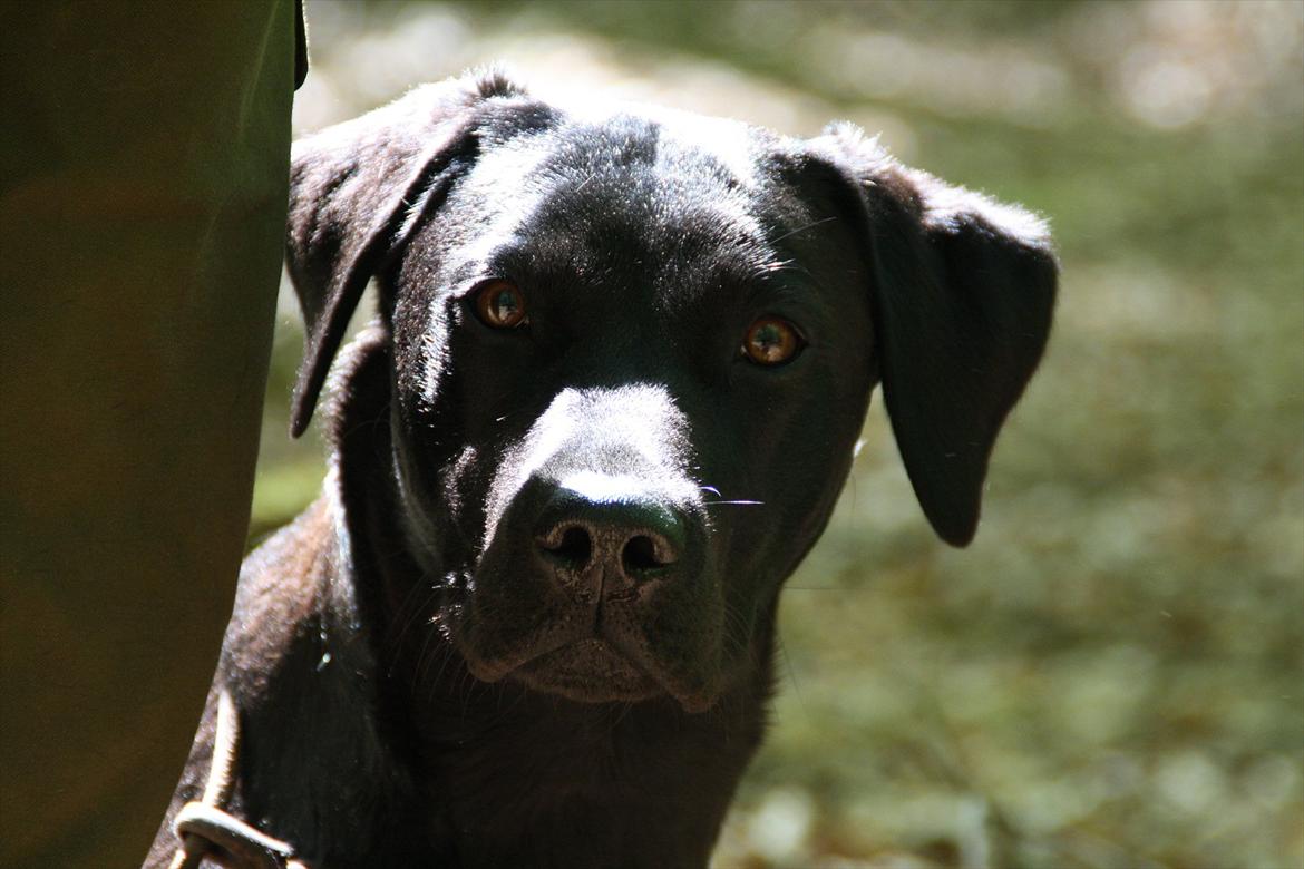 Labrador retriever Stonesteady Nala billede 1