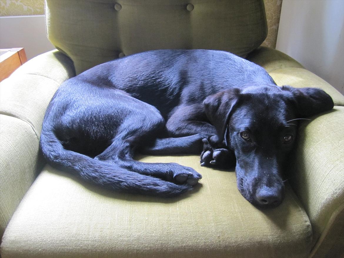 Labrador retriever Stonesteady Nala billede 2