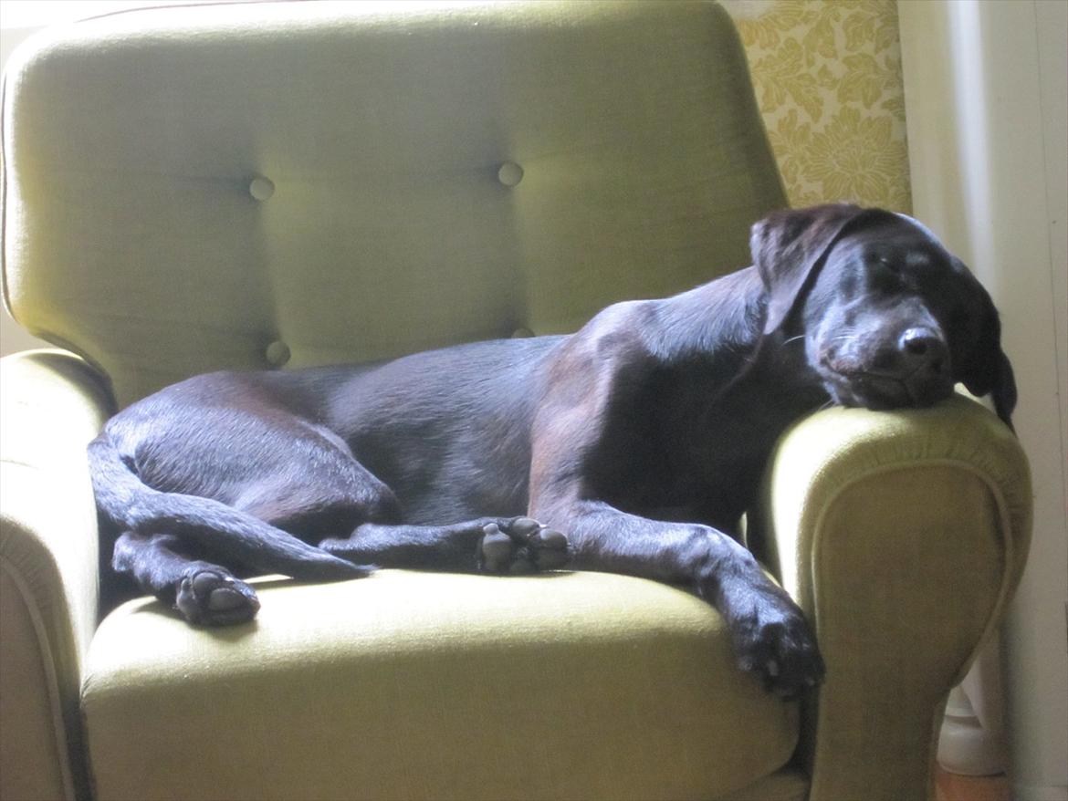 Labrador retriever Stonesteady Nala billede 3