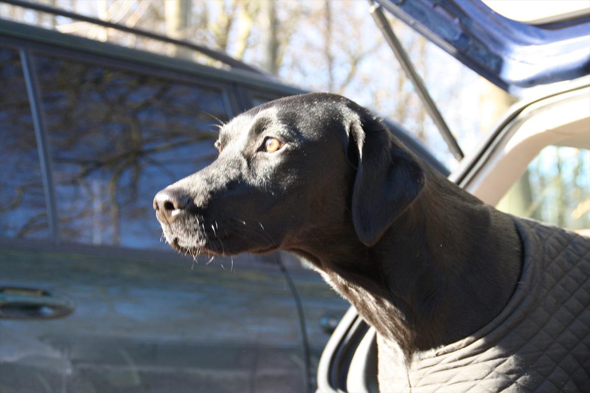 Labrador retriever Stonesteady Nala billede 5