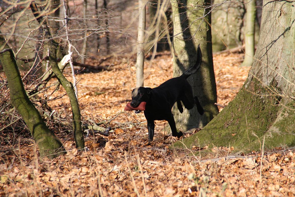 Labrador retriever Stonesteady Nala billede 6