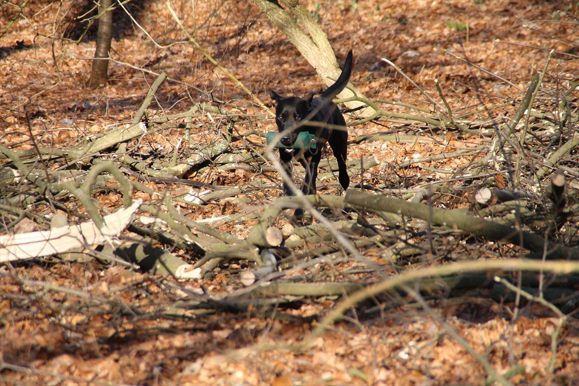 Labrador retriever Stonesteady Nala billede 7