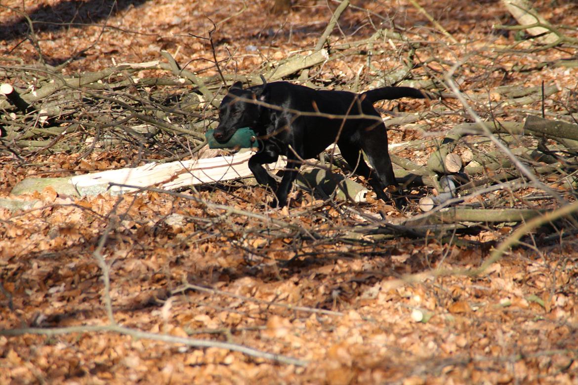 Labrador retriever Stonesteady Nala billede 8