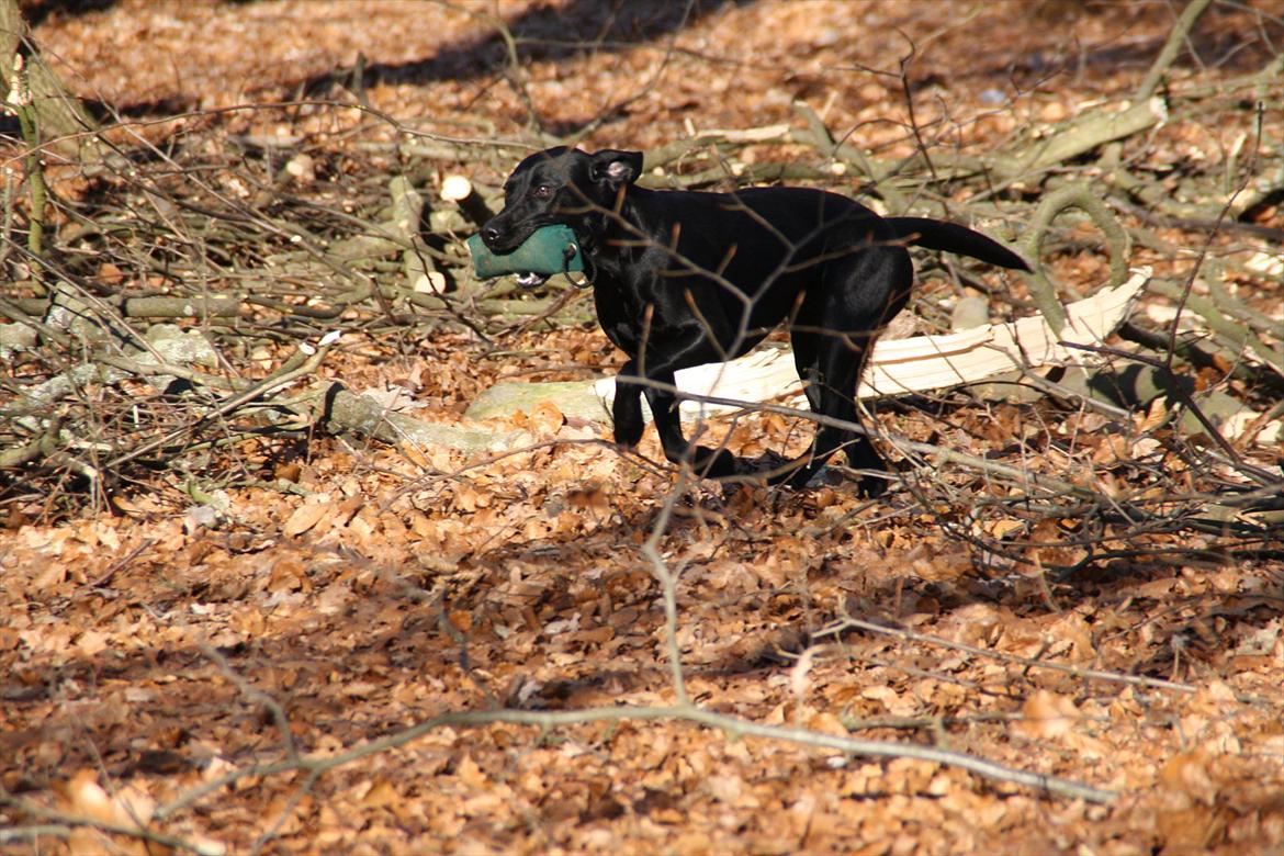 Labrador retriever Stonesteady Nala billede 9