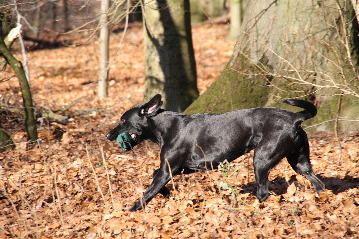 Labrador retriever Stonesteady Nala billede 10