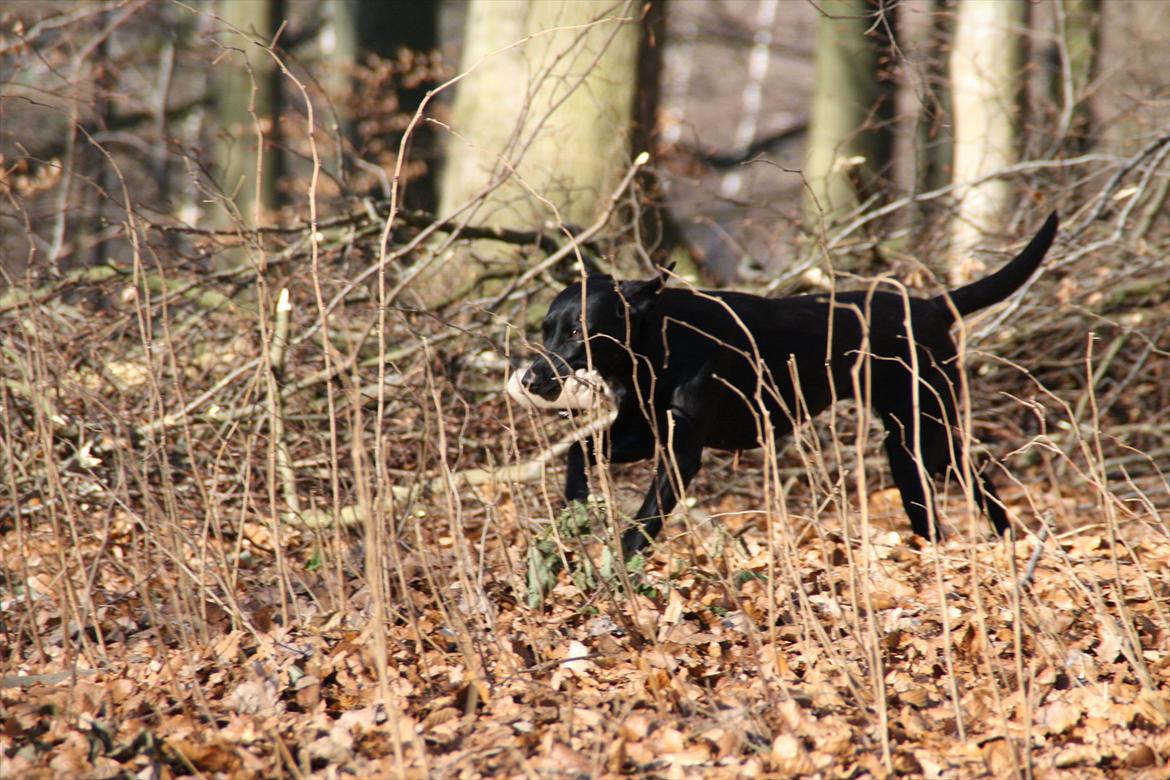 Labrador retriever Stonesteady Nala billede 11