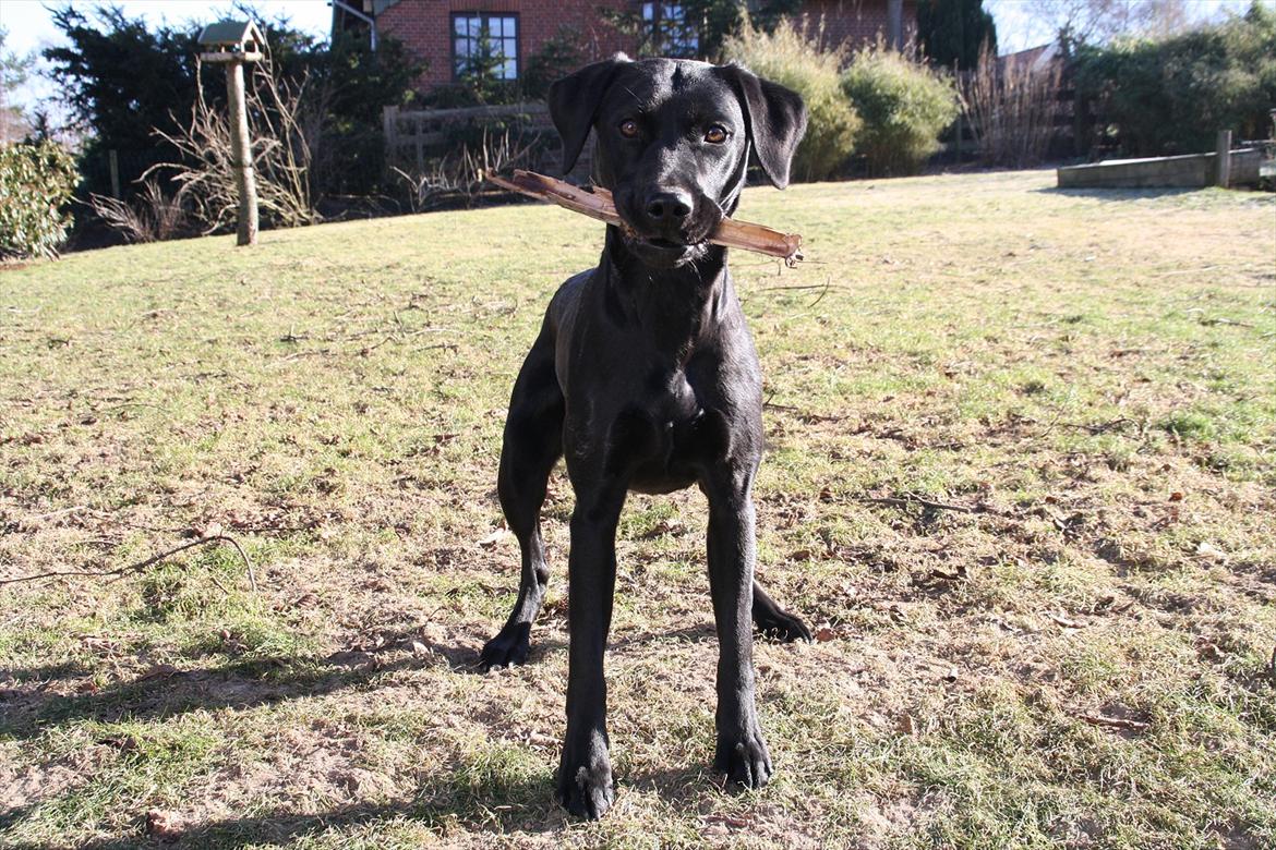 Labrador retriever Stonesteady Nala billede 12