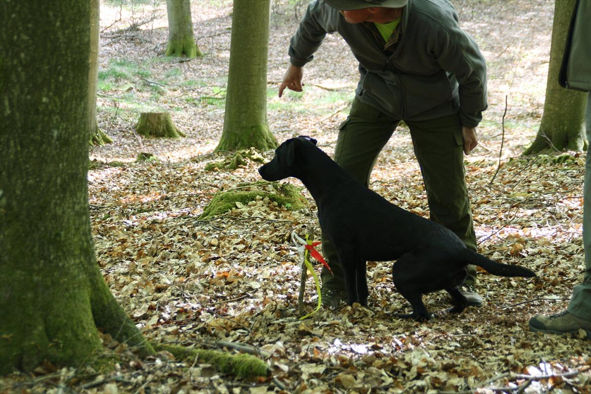 Labrador retriever Stonesteady Nala billede 13