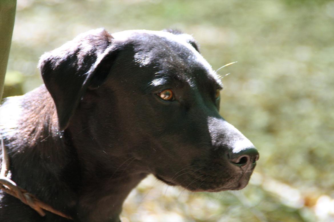 Labrador retriever Stonesteady Nala billede 14