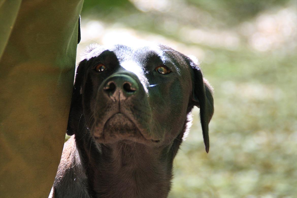 Labrador retriever Stonesteady Nala billede 15