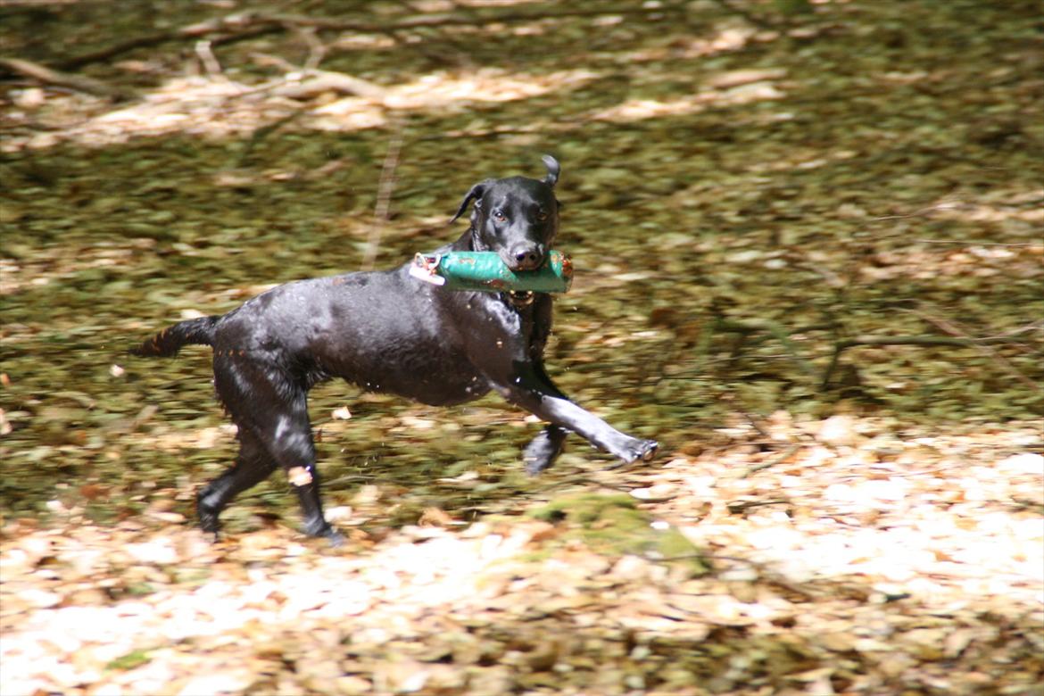 Labrador retriever Stonesteady Nala billede 16