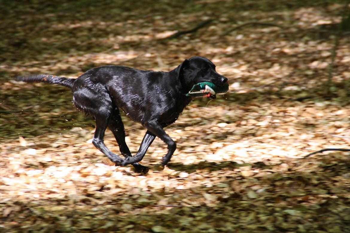 Labrador retriever Stonesteady Nala billede 17