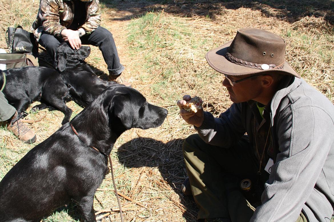 Labrador retriever Stonesteady Nala billede 18