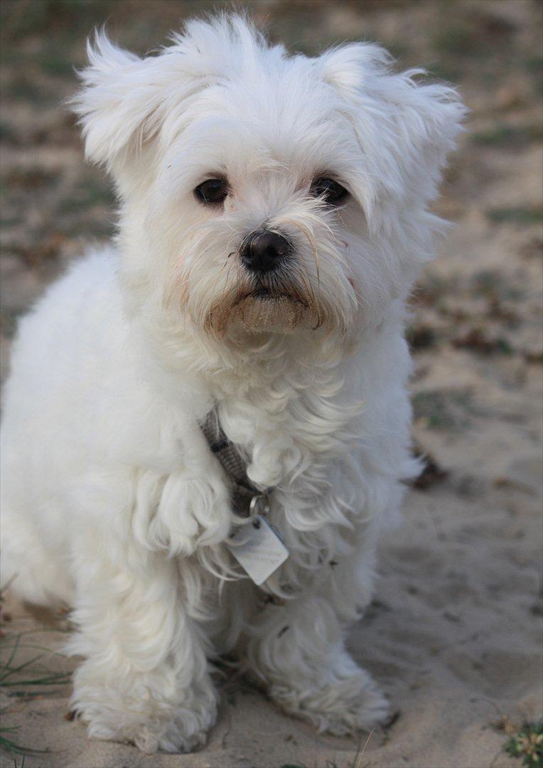 Malteser Carla billede 5