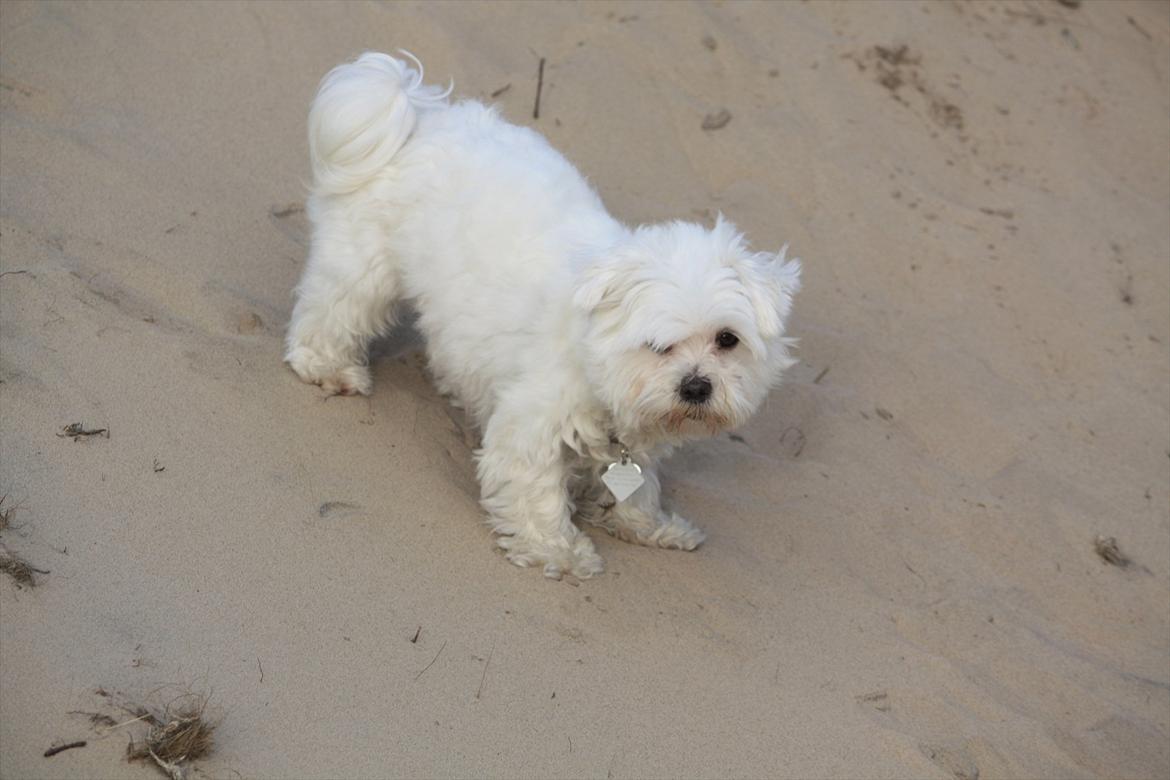 Malteser Carla billede 18