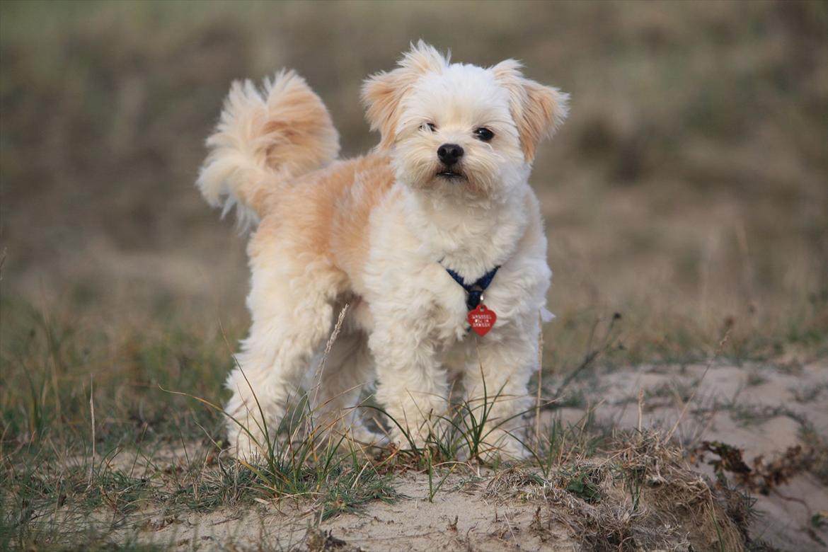 Blanding af racer Noah billede 10