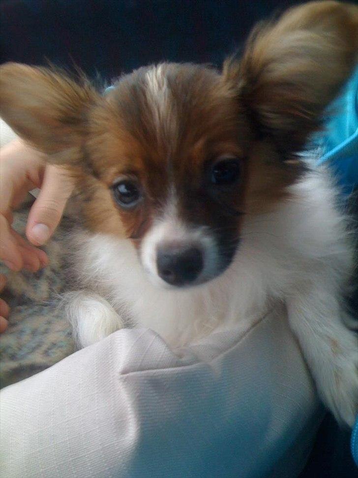 Papillon Fie billede 2