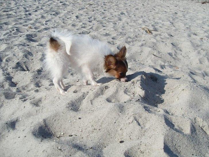 Papillon Fie billede 5