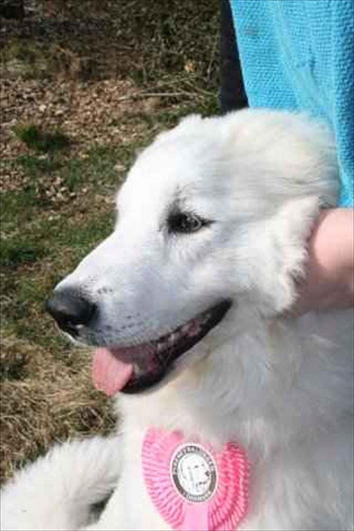 Pyreneerhund Alta Colina's Hutrende Huldra billede 1