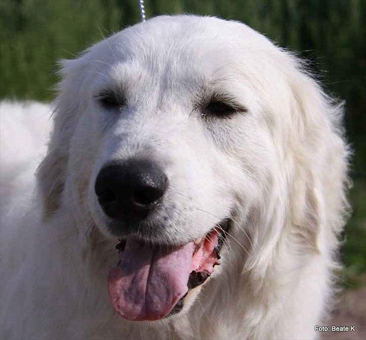 Pyreneerhund Alta Colina's Hutrende Huldra billede 2