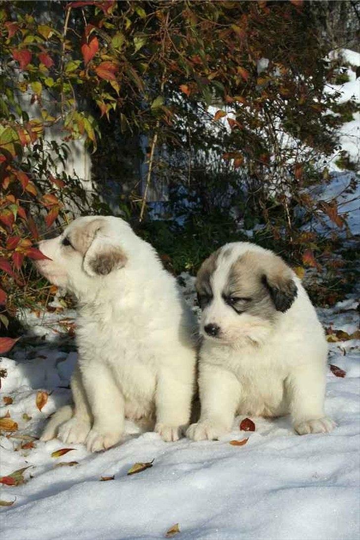 Pyreneerhund Alta Colina's Hutrende Huldra billede 3