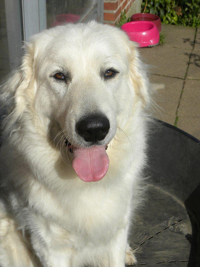 Pyreneerhund Alta Colina's Hutrende Huldra billede 4