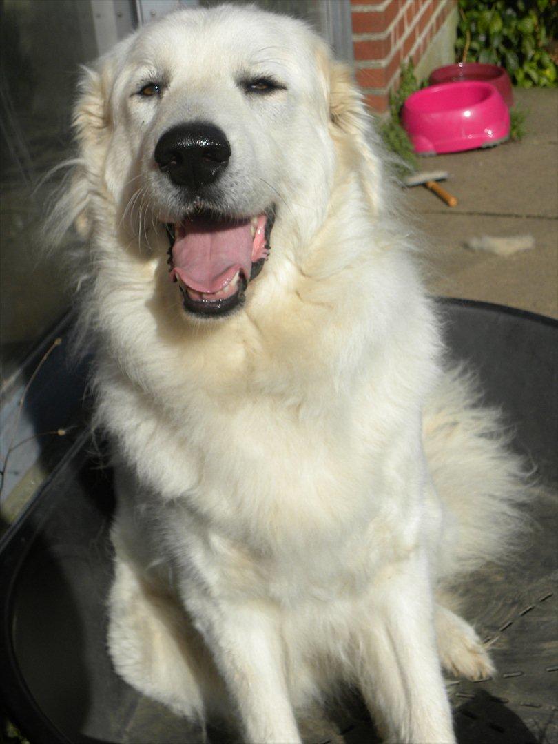 Pyreneerhund Alta Colina's Hutrende Huldra billede 5
