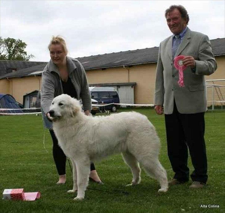 Pyreneerhund Alta Colina's Hutrende Huldra billede 6