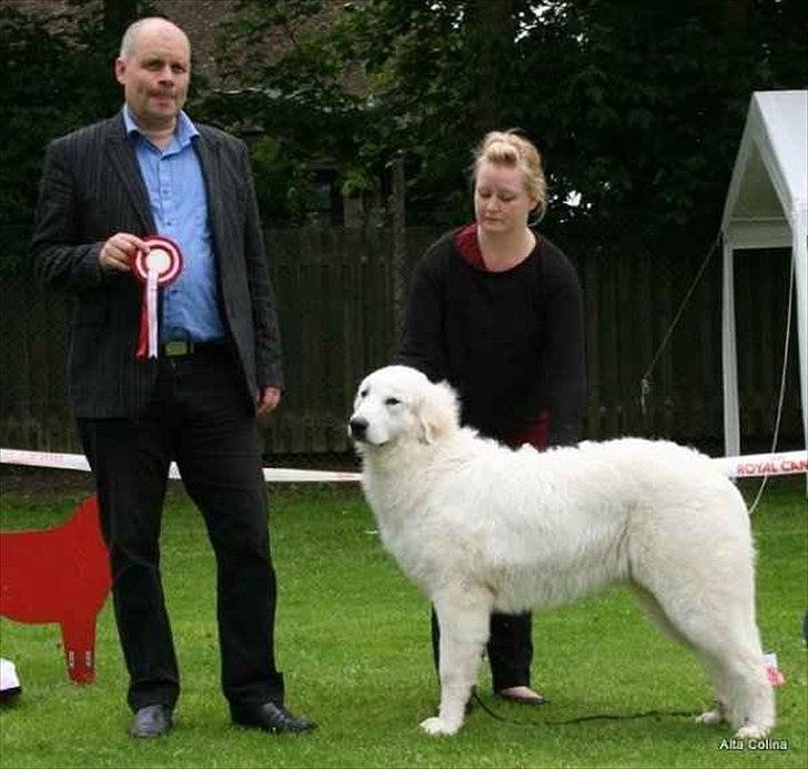 Pyreneerhund Alta Colina's Hutrende Huldra billede 7