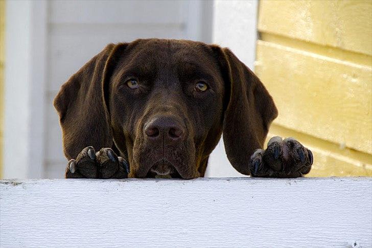 Gammel dansk hønsehund Nuggi - "Kuk kuk" billede 1