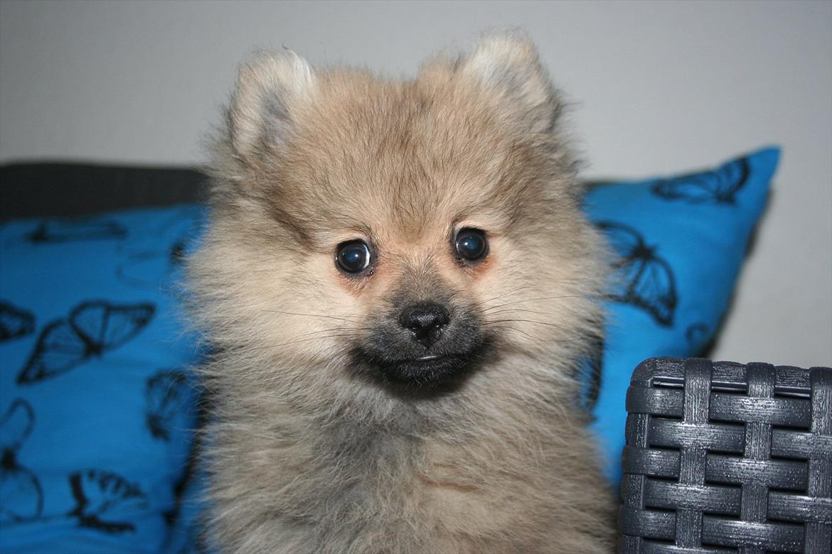 Pomeranian Bailey billede 2