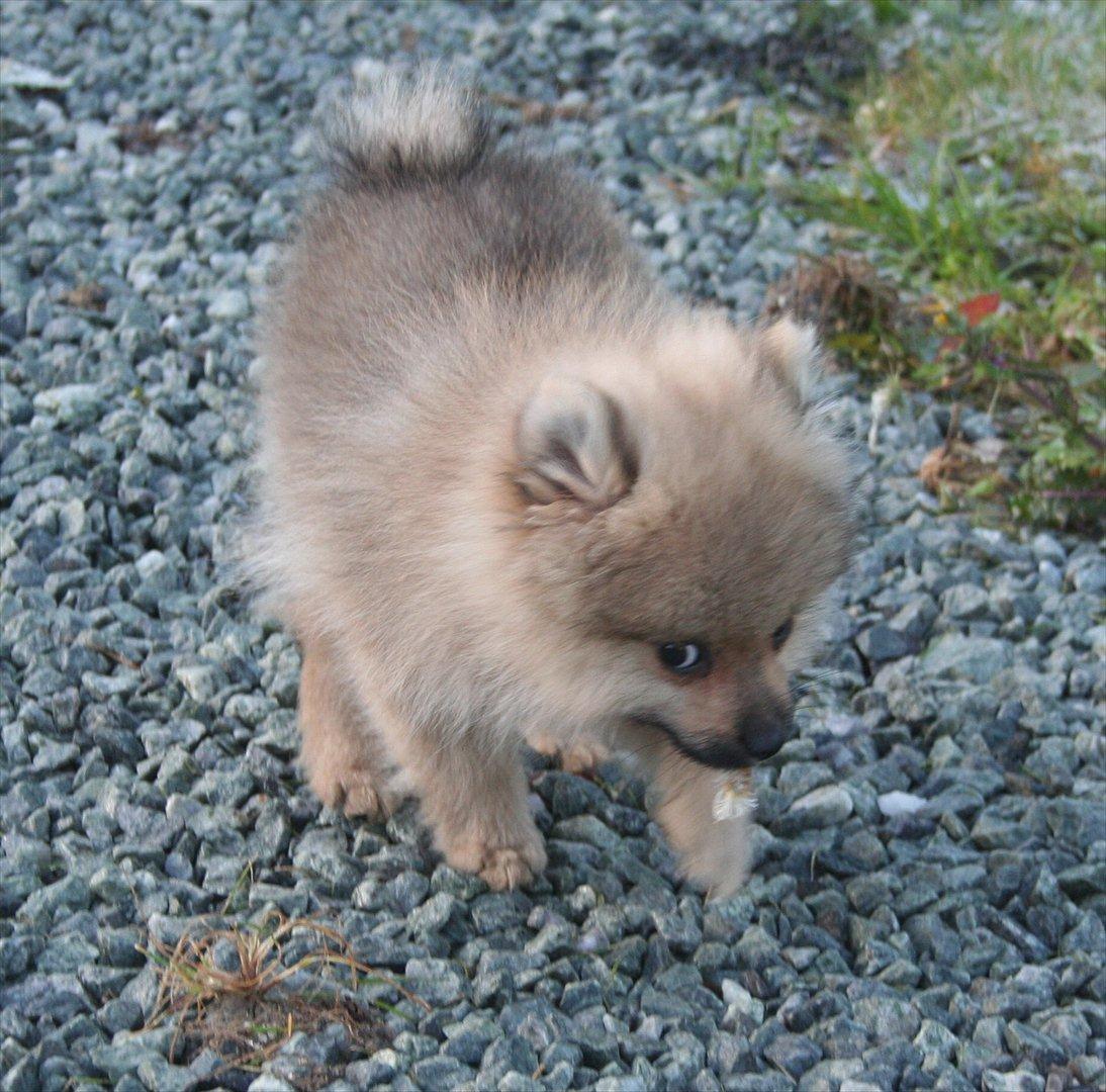 Pomeranian Bailey billede 3