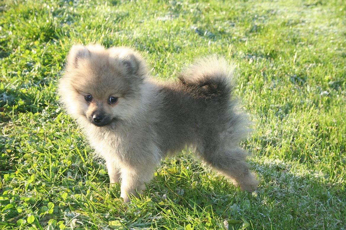 Pomeranian Bailey billede 4