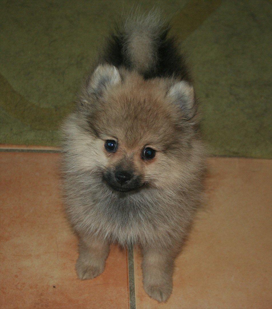 Pomeranian Bailey billede 5