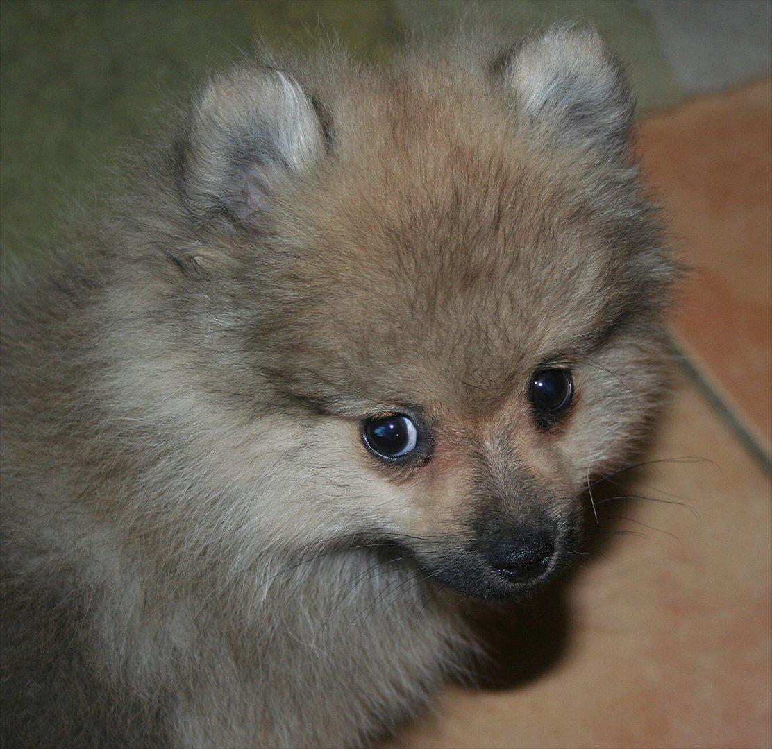Pomeranian Bailey billede 6