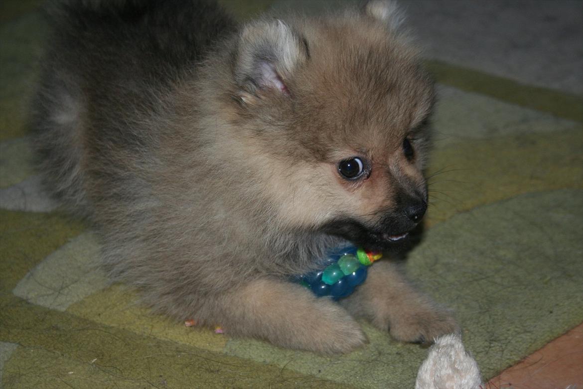 Pomeranian Bailey billede 7