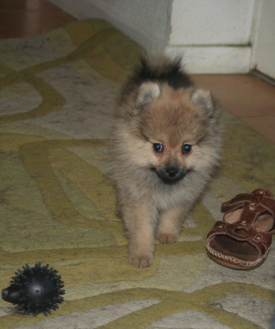 Pomeranian Bailey billede 8