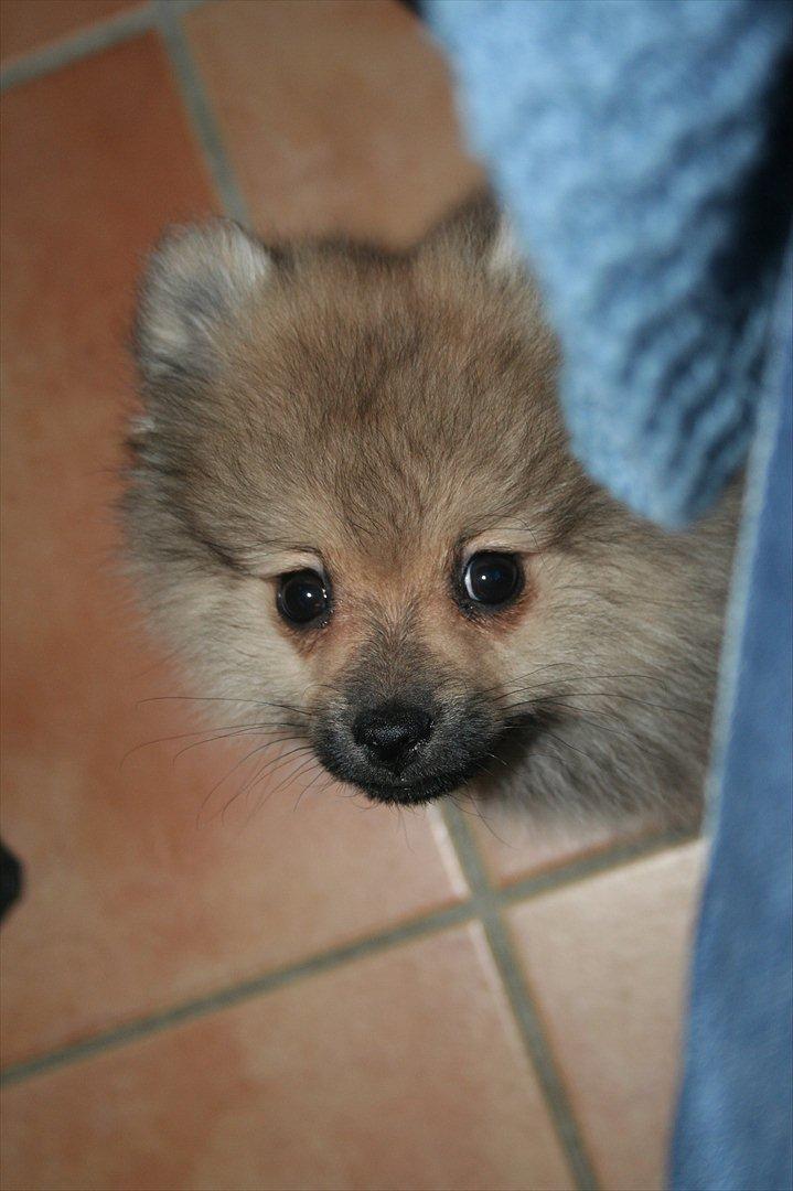 Pomeranian Bailey billede 1