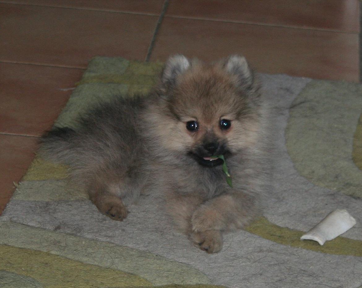 Pomeranian Bailey billede 9