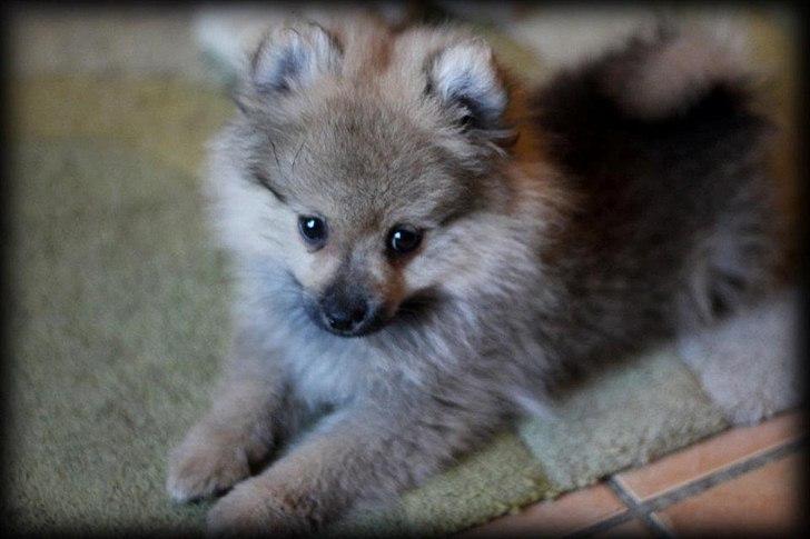 Pomeranian Bailey - Anders har taget billedet d. 20.10.11
Første dag hos os billede 10