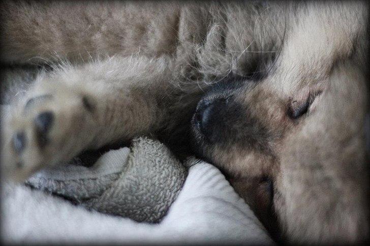 Pomeranian Bailey - Det er Anders der kan zoome sådan billede 12