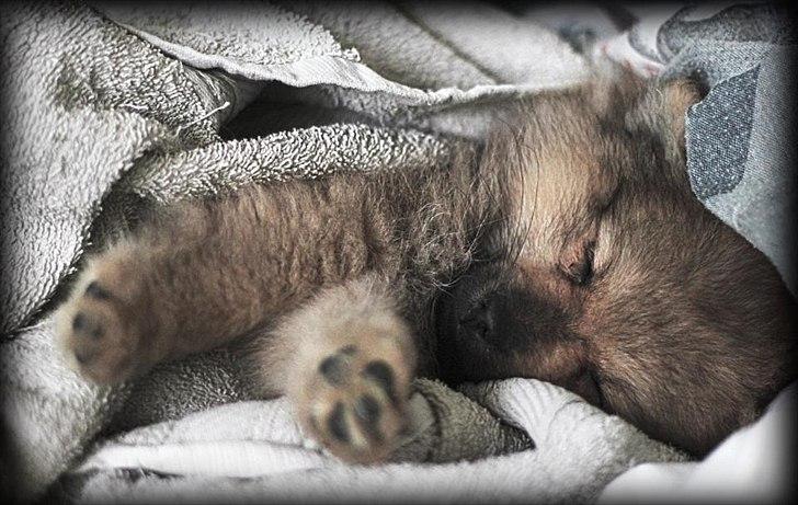 Pomeranian Bailey - Det er også Anders' kamera. billede 13