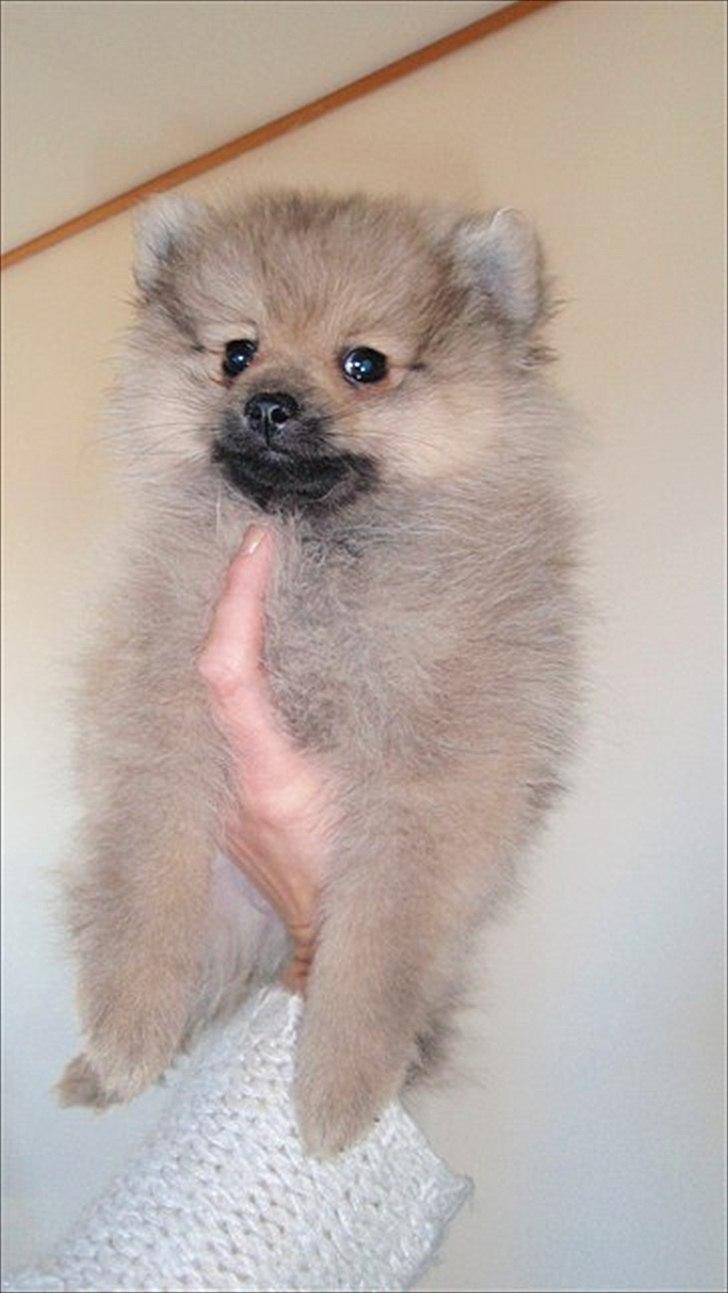Pomeranian Bailey - Hvalpebillede fra avler - så var jeg helt solgt!! billede 14