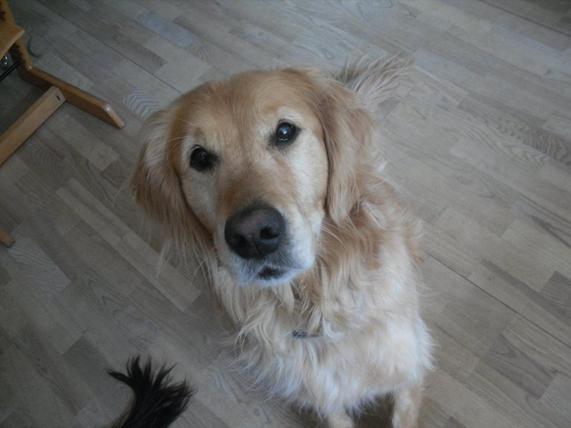 Golden retriever Dusky  - Dusky.(; billede 1
