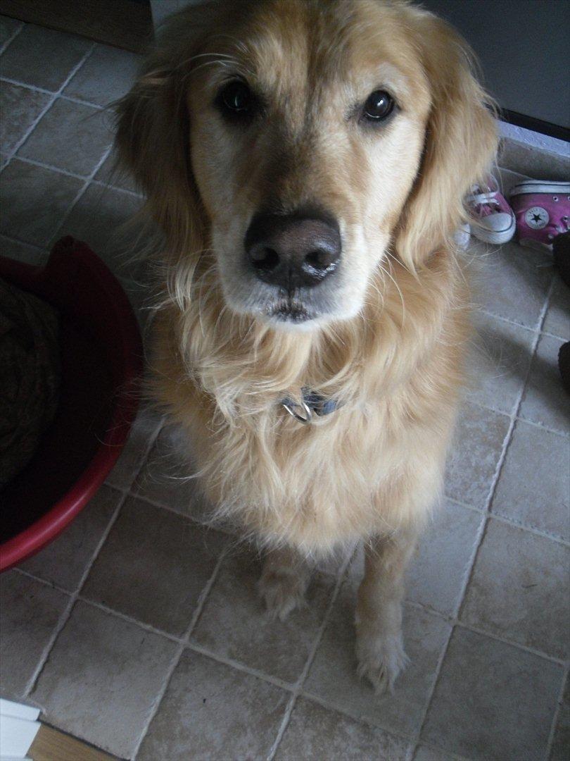 Golden retriever Dusky  - Nuarh!(; billede 2