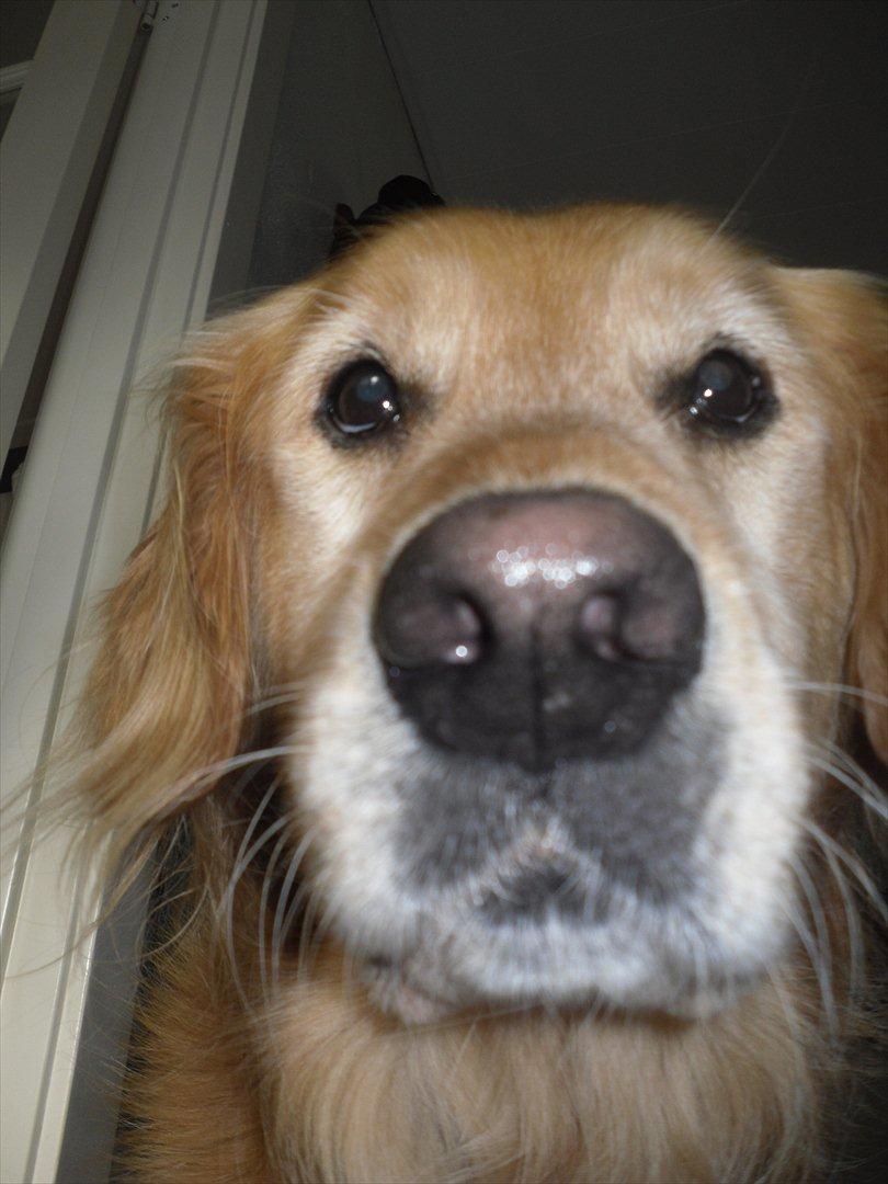 Golden retriever Dusky  - Nærbillede!(: billede 3